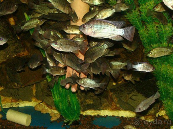 Алуштинский аквариум