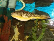 Алуштинский аквариум