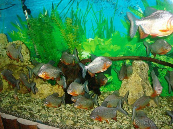 Алуштинский аквариум Алуштинский аквариум