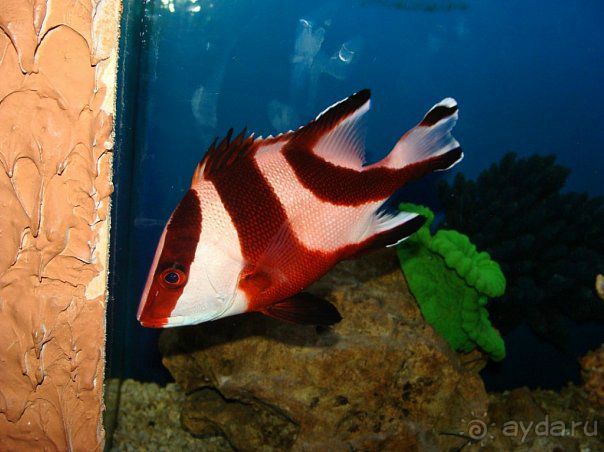 Алуштинский аквариум Алуштинский аквариум