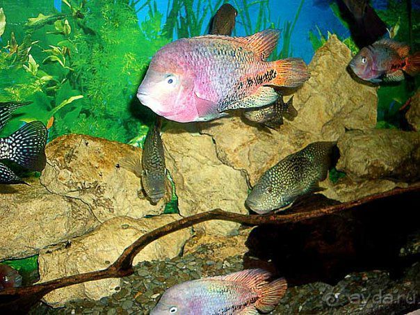 Алуштинский аквариум Алуштинский аквариум