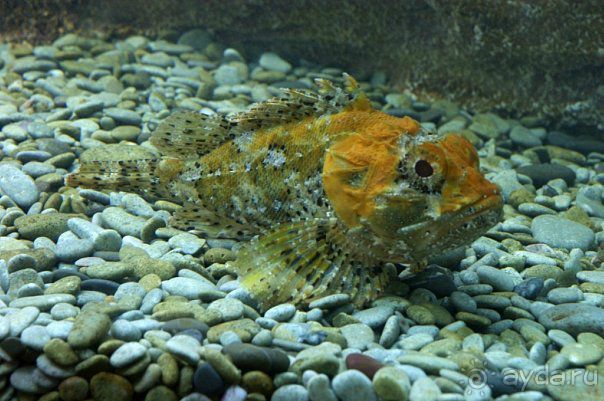 Алуштинский аквариум Алуштинский аквариум
