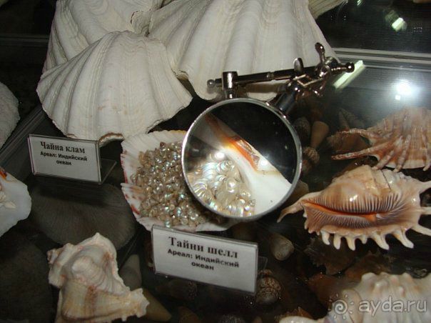 Алуштинский аквариум Алуштинский аквариум