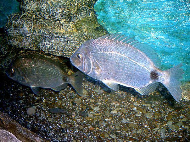 Алуштинский аквариум Алуштинский аквариум