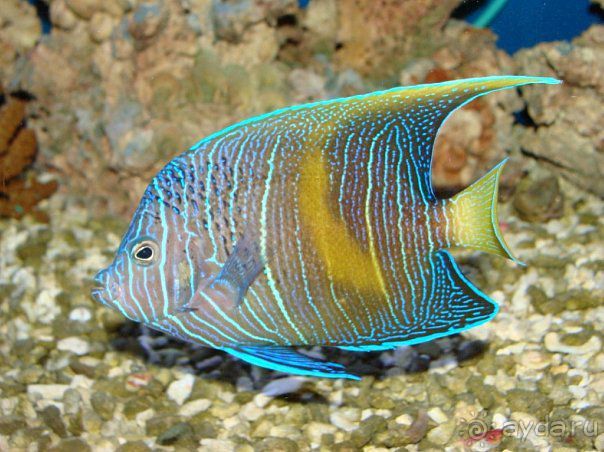 Алуштинский аквариум Алуштинский аквариум