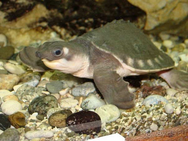 Алуштинский аквариум Алуштинский аквариум