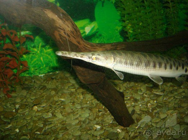 Алуштинский аквариум Алуштинский аквариум