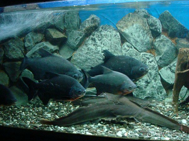 Алуштинский аквариум Алуштинский аквариум