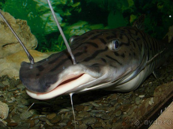 Алуштинский аквариум Алуштинский аквариум