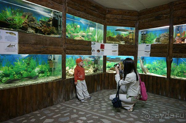 Алуштинский аквариум Алуштинский аквариум