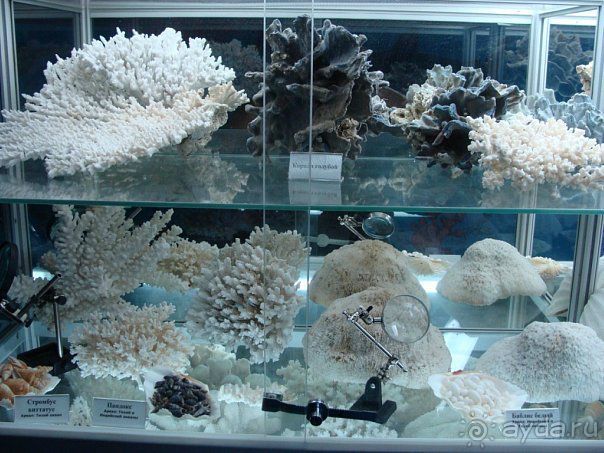 Алуштинский аквариум Алуштинский аквариум