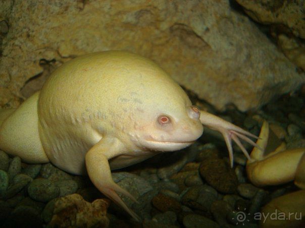 Алуштинский аквариум Алуштинский аквариум