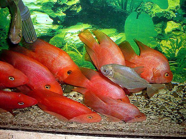 Алуштинский аквариум Алуштинский аквариум