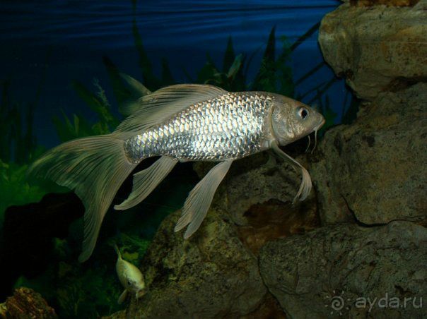 Алуштинский аквариум Алуштинский аквариум