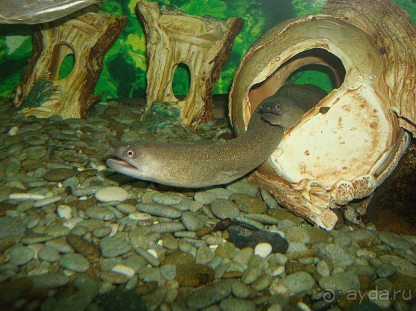 Алуштинский аквариум Алуштинский аквариум