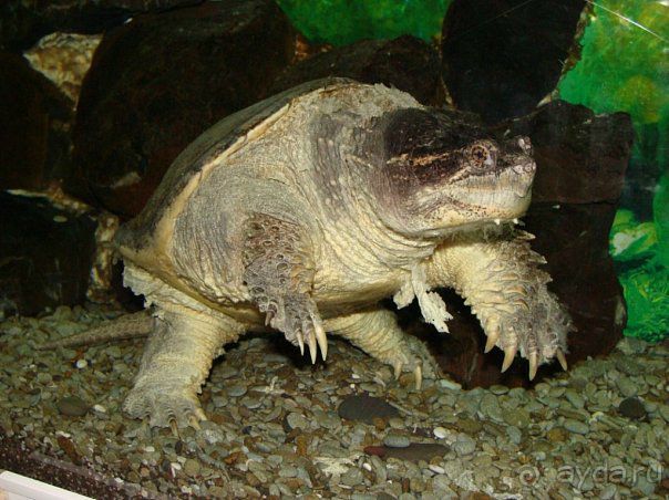 Алуштинский аквариум Алуштинский аквариум