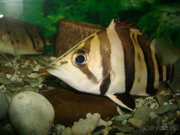 Алуштинский аквариум Алуштинский аквариум