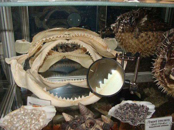 Алуштинский аквариум Алуштинский аквариум