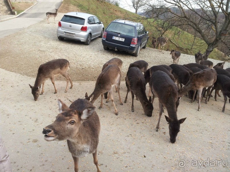 Rooms and Apartments Angelina и лечение в Рогашке Слатине