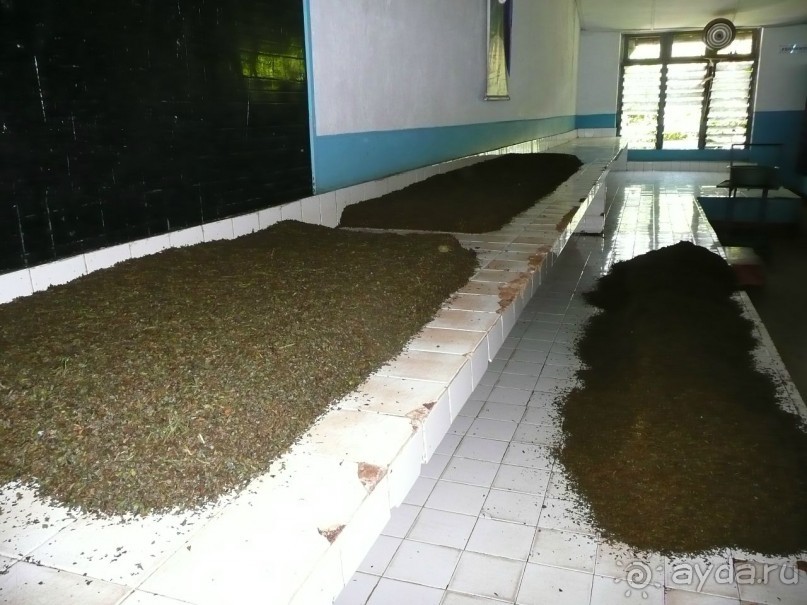 Путешествие по Шри-Ланке