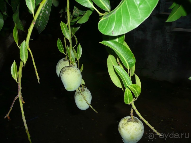 Путешествие по Шри-Ланке