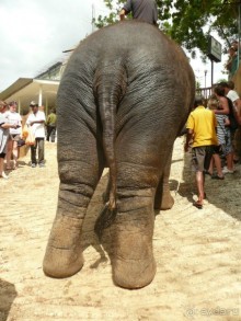 Путешествие по Шри-Ланке