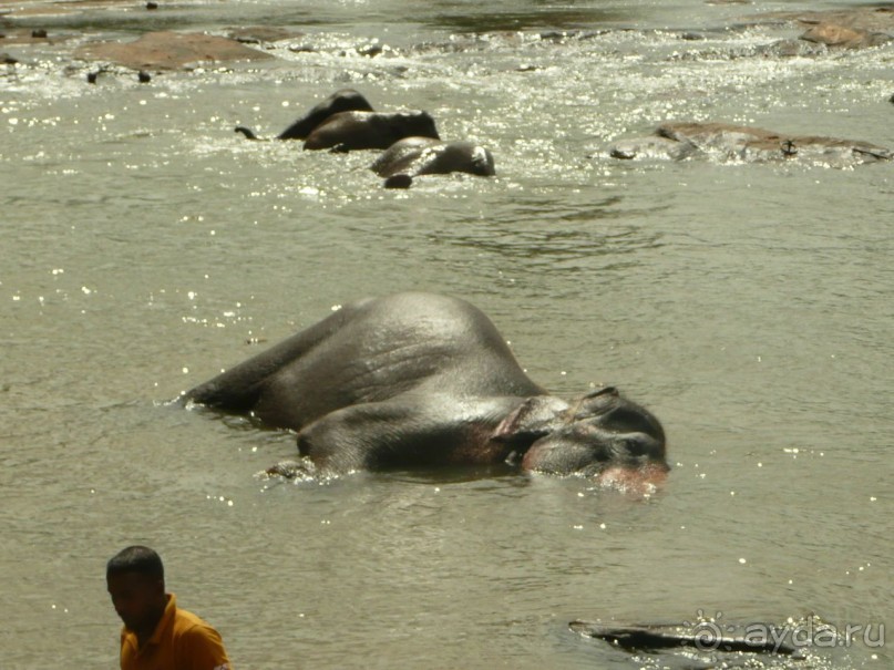 Путешествие по Шри-Ланке