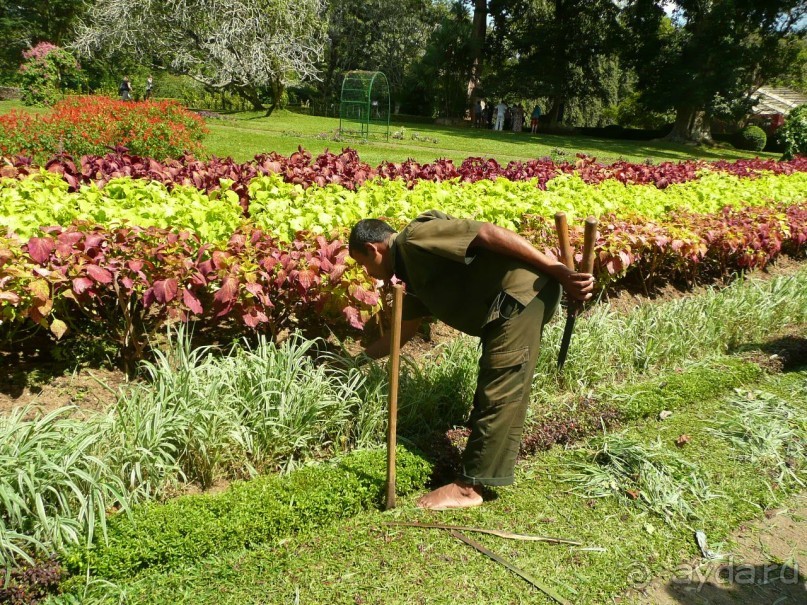 Путешествие по Шри-Ланке