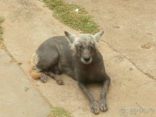 Путешествие по Шри-Ланке