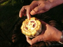 Путешествие по Шри-Ланке