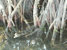 Путешествие по Шри-Ланке