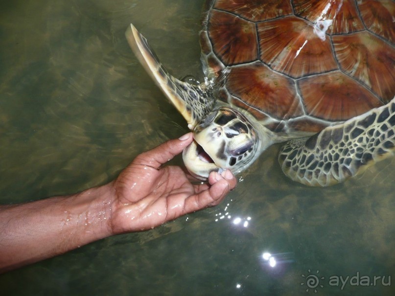 Путешествие по Шри-Ланке
