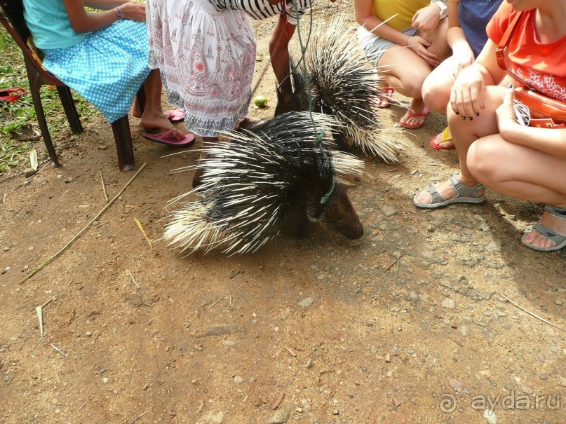 Путешествие по Шри-Ланке