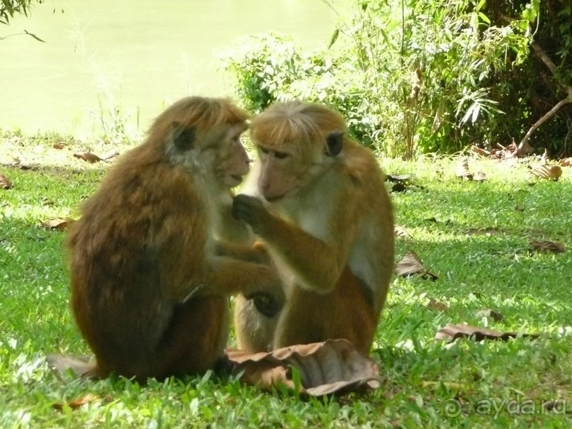 Путешествие по Шри-Ланке