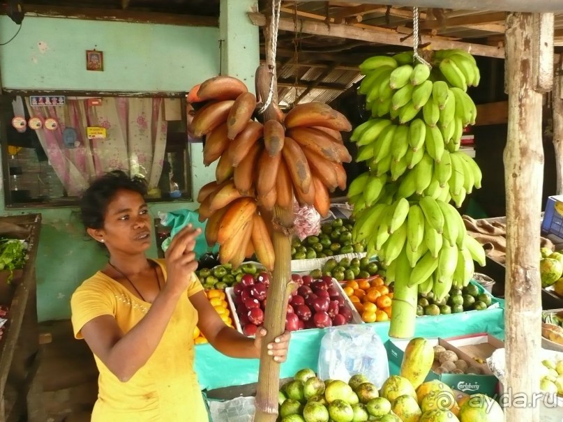 Путешествие по Шри-Ланке