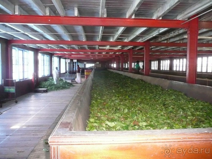 Путешествие по Шри-Ланке