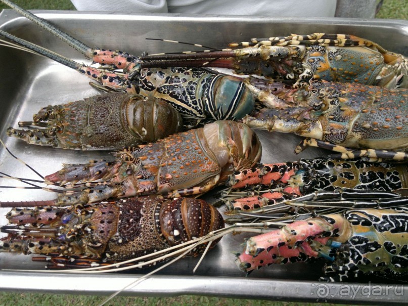 Путешествие по Шри-Ланке