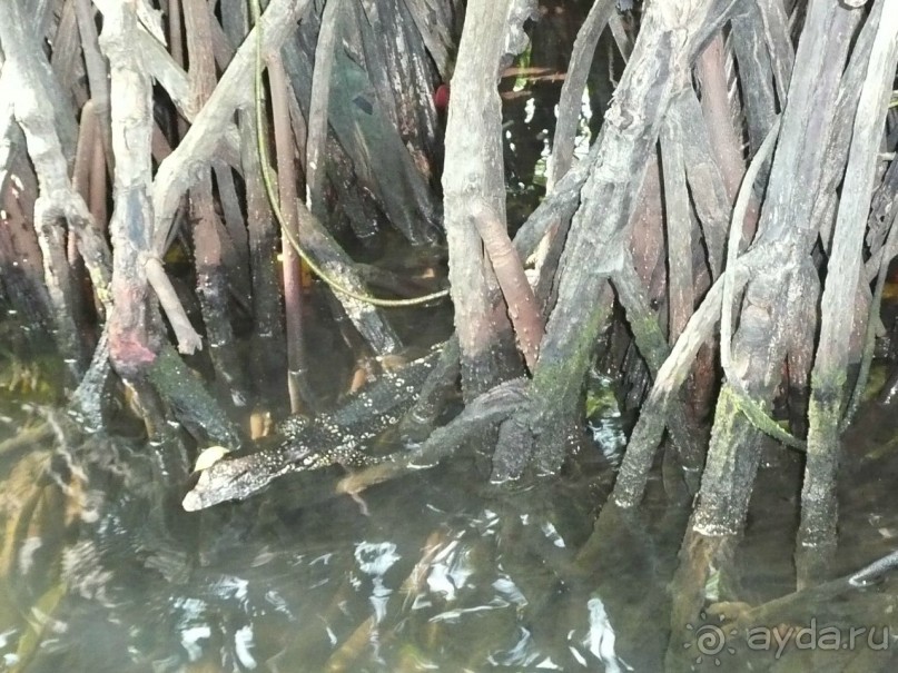 Путешествие по Шри-Ланке