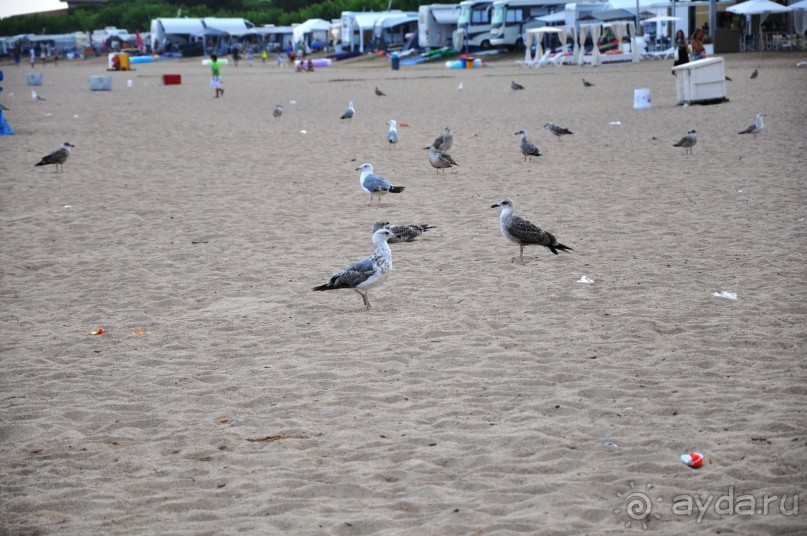 чайки-индюки