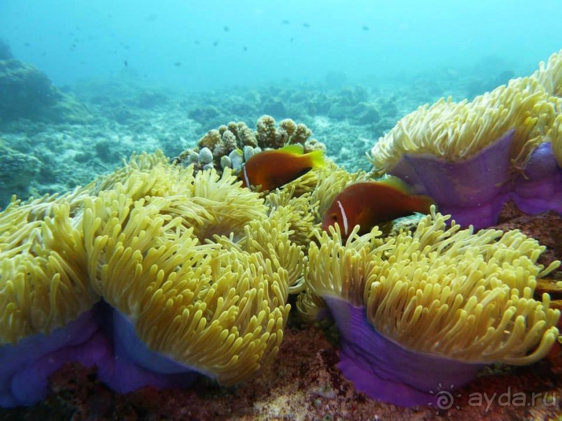 фото Lily Beach Resort & Spa