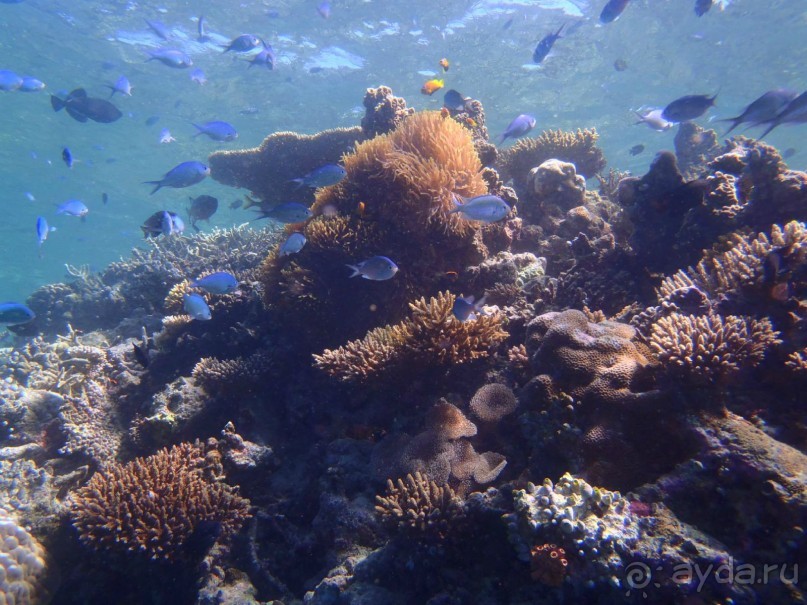 фото Lily Beach Resort & Spa