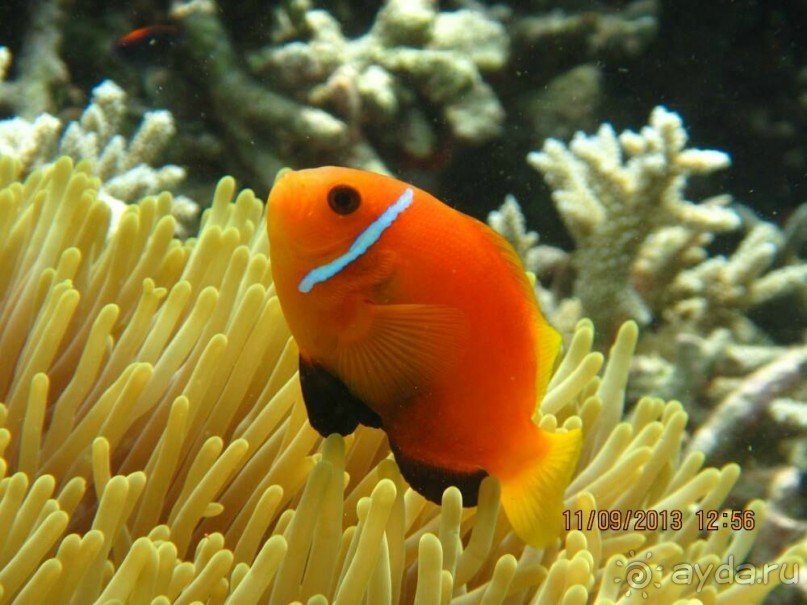 фото Lily Beach Resort & Spa