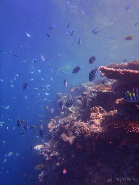 фото Lily Beach Resort & Spa