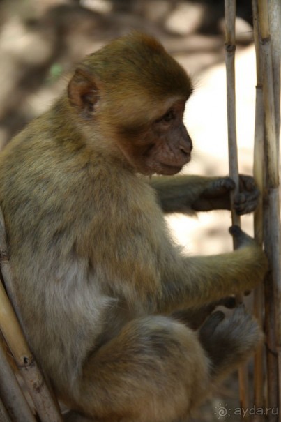 Марокко - начало африканских хроник