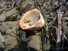 Альбом отзыва "Солнечные дни на фоне соли"