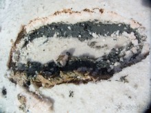 Альбом отзыва "Солнечные дни на фоне соли"