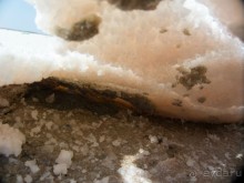 Альбом отзыва "Солнечные дни на фоне соли"