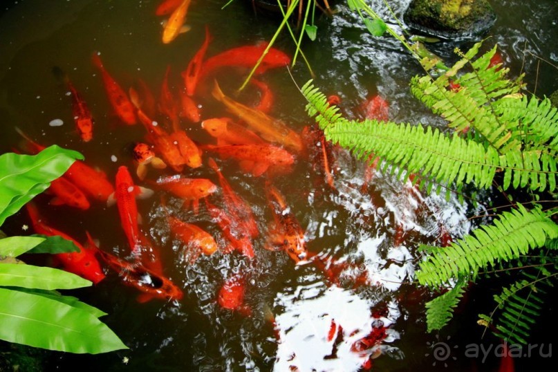 ТАИЛАНД: Секретные материалы из Рая