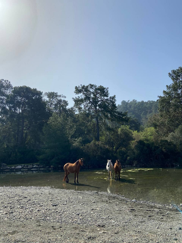 Релакс в отеле Риксос Премиум Текирова