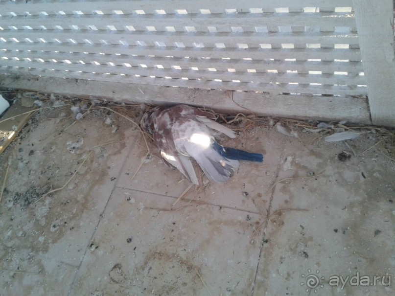 странноватый отель